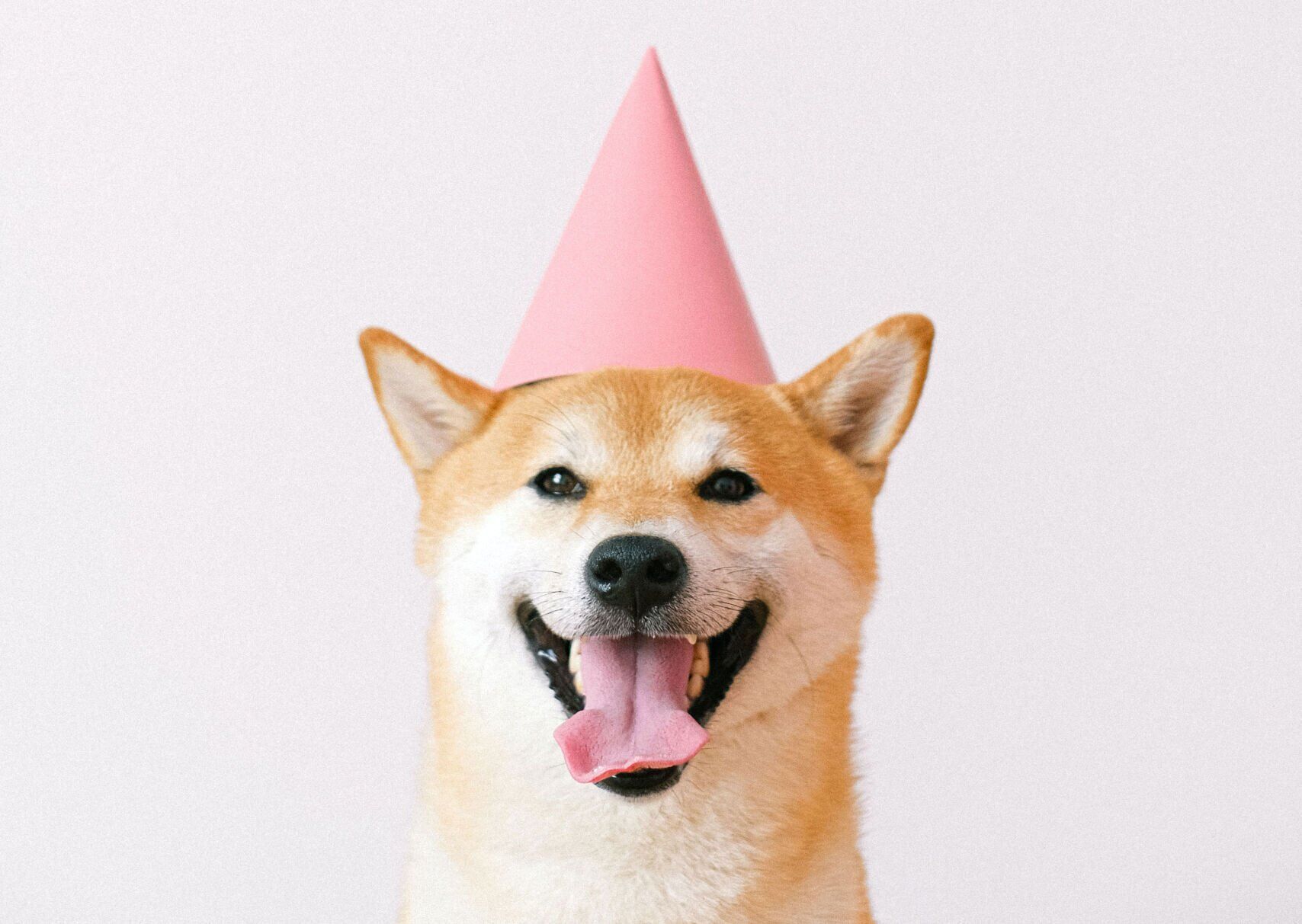 Dog party